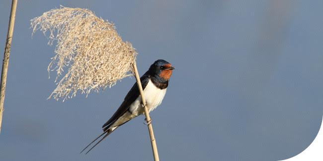 Hirondelle rustique