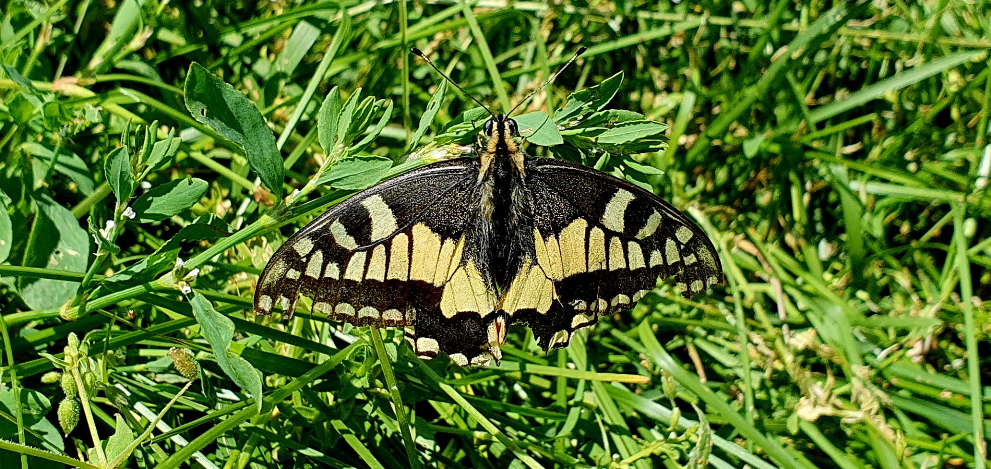 MACHAON_Pène de Soulit