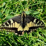 MACHAON_Pène de Soulit