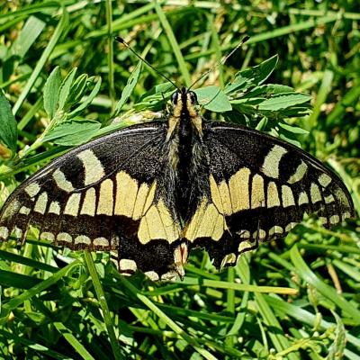 MACHAON_Pène de Soulit